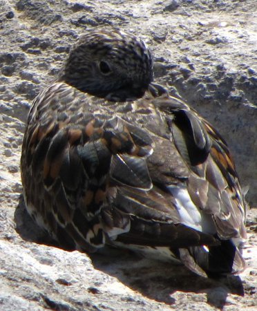 Photo (12): Black Turnstone