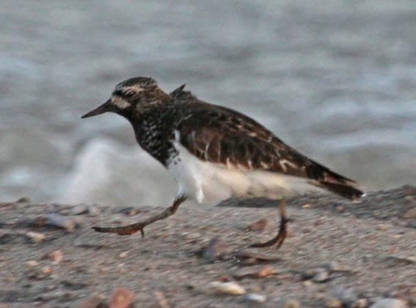 Photo (2): Black Turnstone