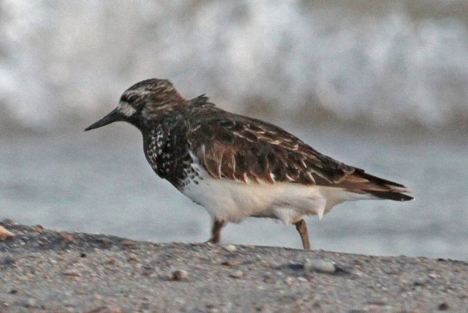 Photo (3): Black Turnstone