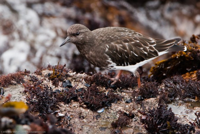Photo (10): Black Turnstone