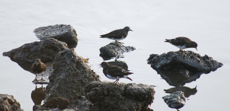 Photo (4): Black Turnstone