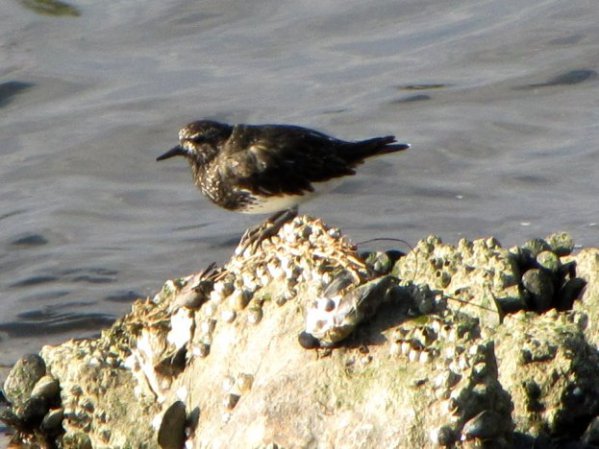 Photo (1): Black Turnstone