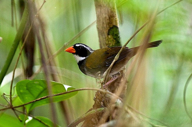 Photo (1): Orange-billed Sparrow