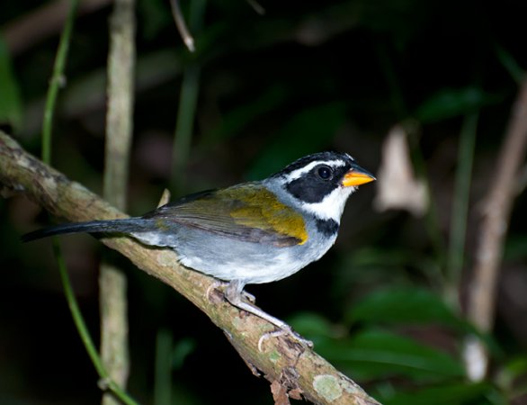 Photo (1): Half-collared Sparrow