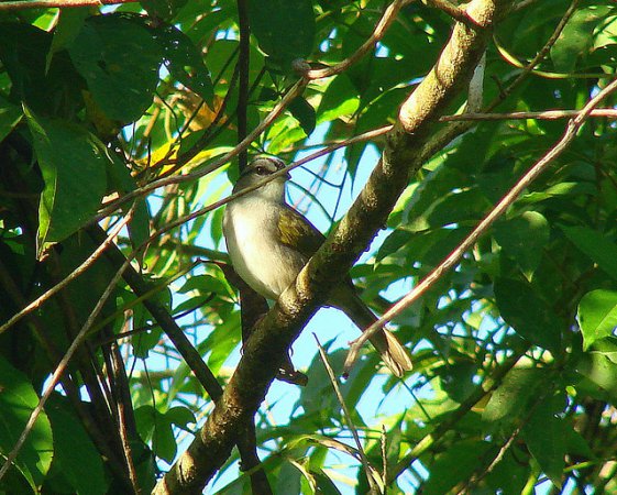 Photo (9): Black-striped Sparrow
