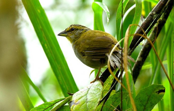 Photo (2): Black-striped Sparrow