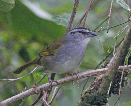 Photo (10): Black-striped Sparrow