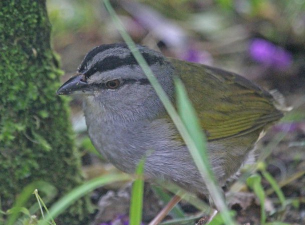 Photo (6): Black-striped Sparrow