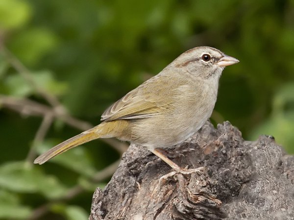 Photo (4): Olive Sparrow