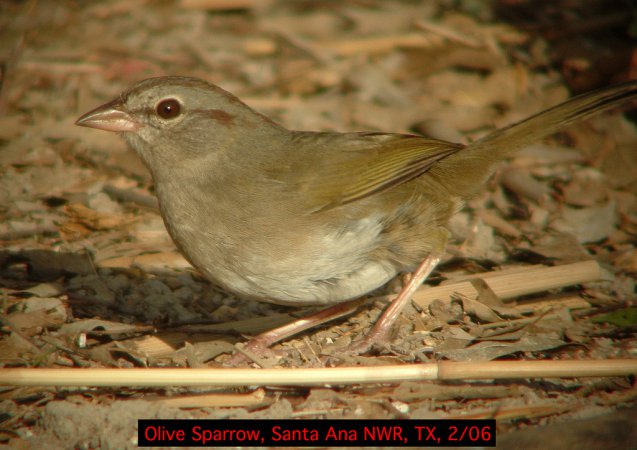 Photo (14): Olive Sparrow