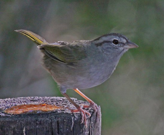 Photo (16): Olive Sparrow