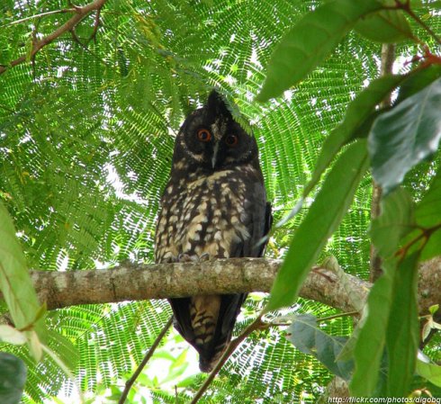 Photo (3): Stygian Owl