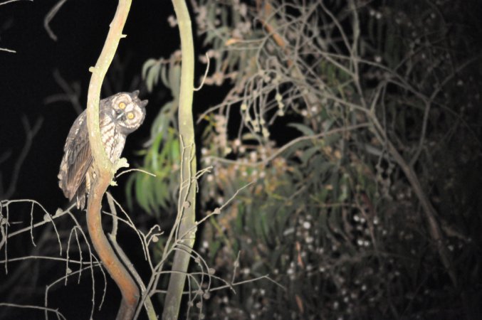 Photo (4): Stygian Owl