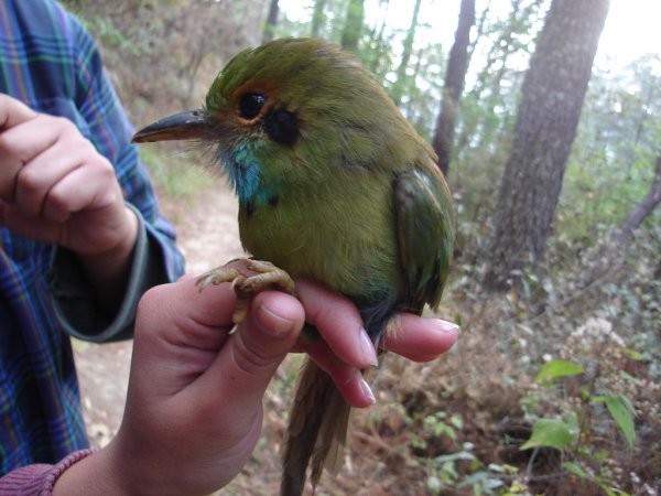Photo (1): Blue-throated Motmot