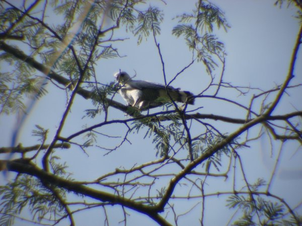 Photo (14): Gray-lined Hawk