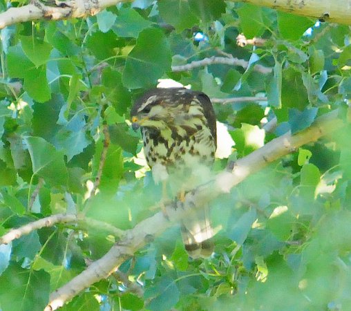 Photo (20): Gray-lined Hawk
