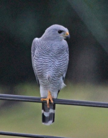 Photo (15): Gray-lined Hawk