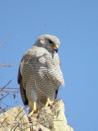 Photo (9): Gray-lined Hawk