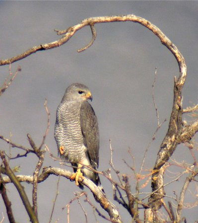 Photo (7): Gray-lined Hawk
