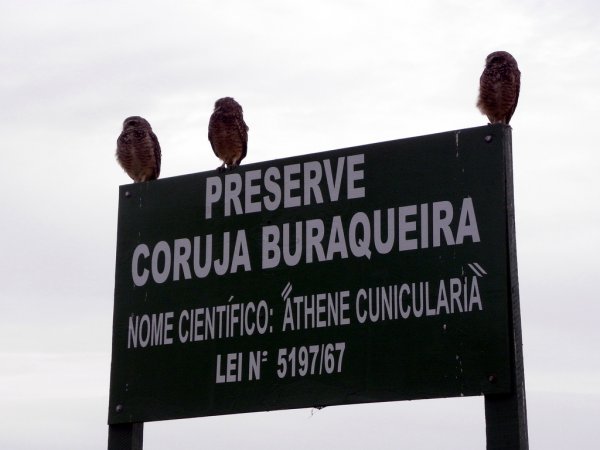 Photo (24): Burrowing Owl
