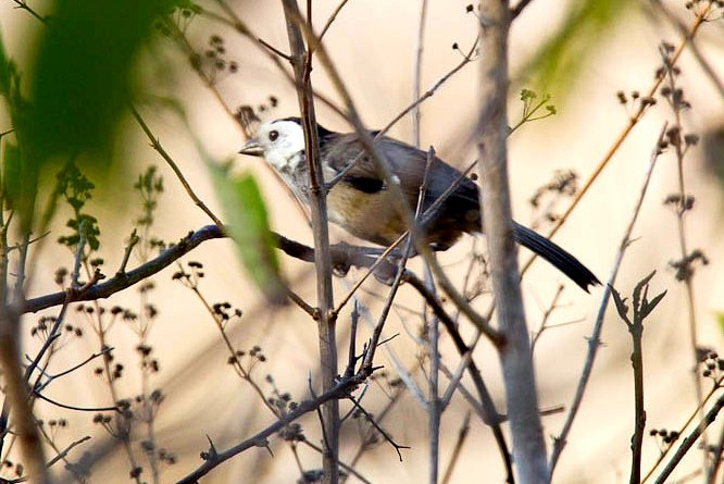 Photo (2): White-headed Brushfinch