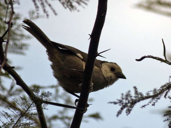 Photo (3): White-headed Brushfinch
