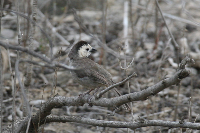 Photo (1): White-headed Brushfinch
