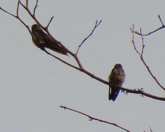 Photo (1): White-thighed Swallow