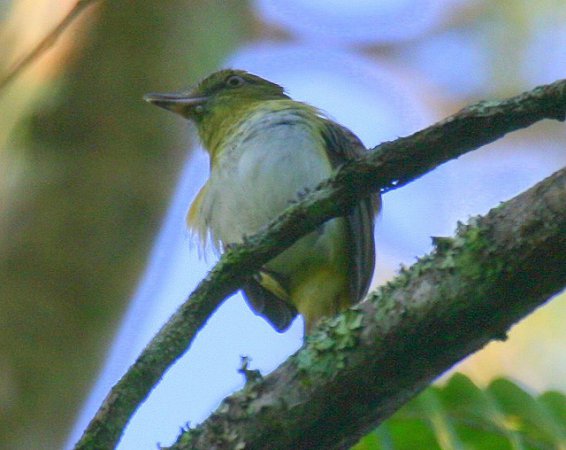 Photo (3): Bright-rumped Attila