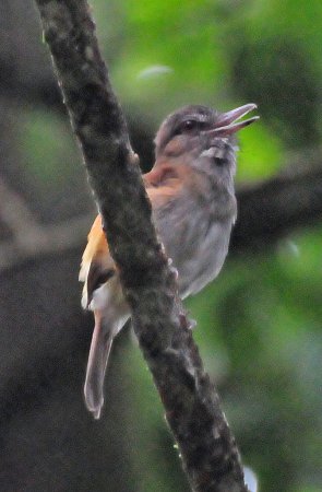 Photo (4): Bright-rumped Attila