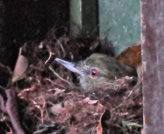 Photo (5): Bright-rumped Attila
