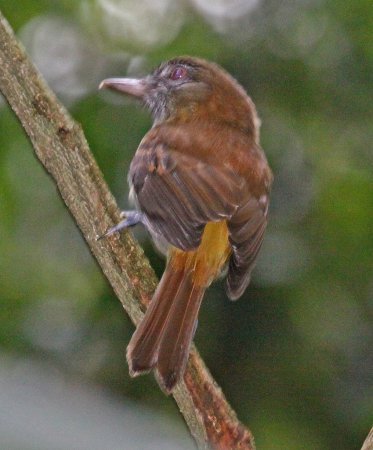 Photo (2): Bright-rumped Attila