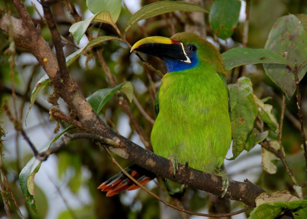 Photo (5): Emerald Toucanet