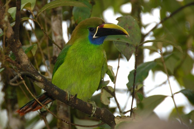 Photo (6): Emerald Toucanet