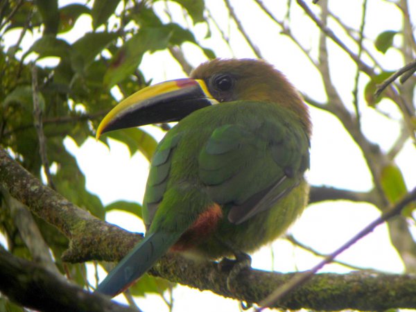Photo (2): Emerald Toucanet