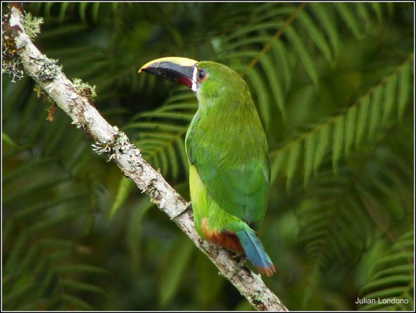Photo (7): Emerald Toucanet