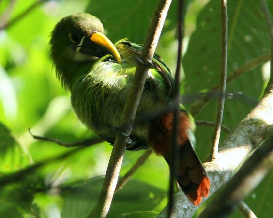 Photo (4): Emerald Toucanet