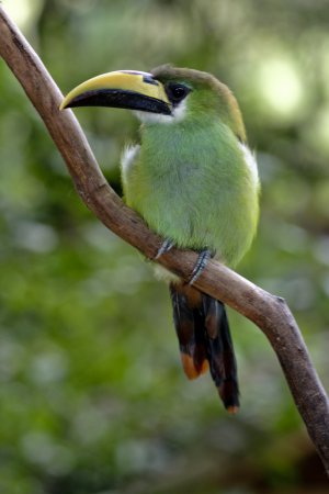 Photo (1): Emerald Toucanet