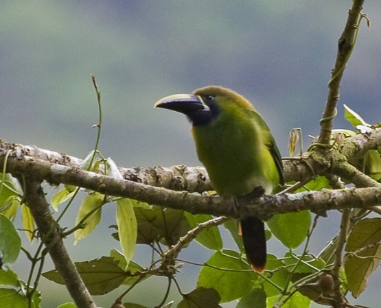 Photo (8): Emerald Toucanet