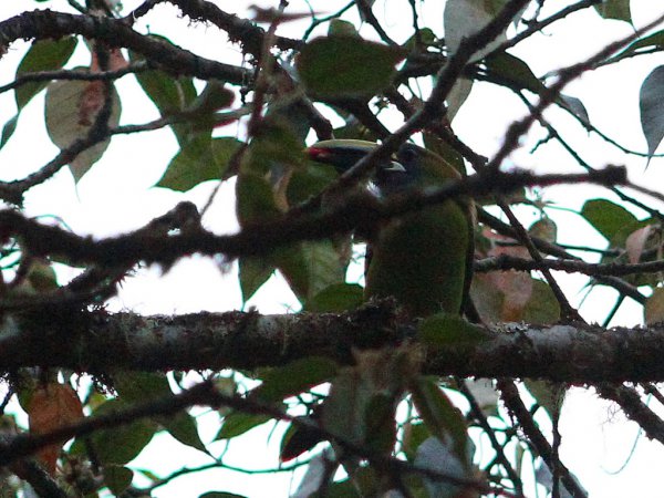 Photo (9): Emerald Toucanet