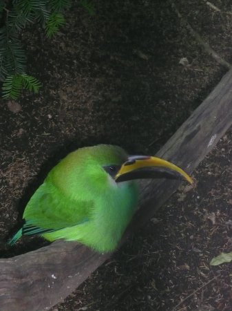 Photo (3): Emerald Toucanet