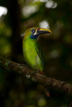 Photo (10): Emerald Toucanet