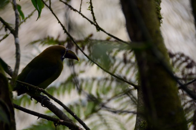 Photo (11): Emerald Toucanet