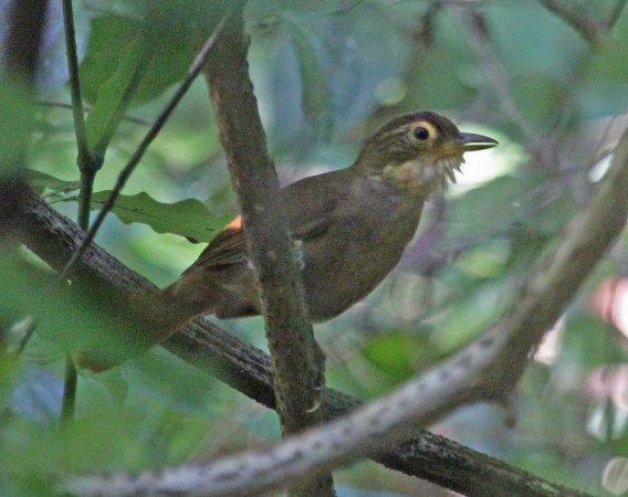Photo (1): Buff-throated Foliage-gleaner