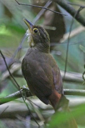 Photo (3): Buff-throated Foliage-gleaner