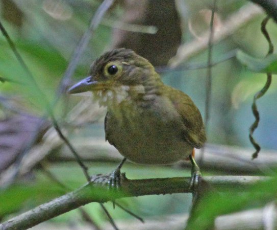 Photo (5): Buff-throated Foliage-gleaner