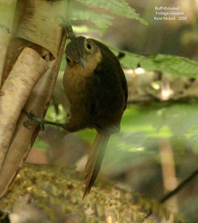 Photo (4): Buff-throated Foliage-gleaner