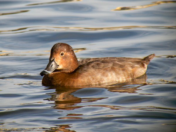Photo (2): Redhead