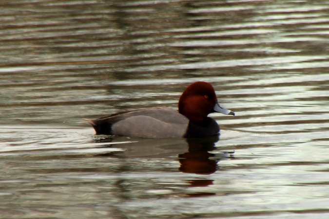 Photo (19): Redhead
