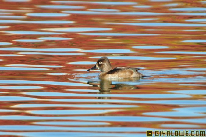 Photo (22): Ring-necked Duck